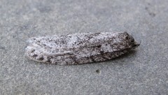 Semioscopis inornata