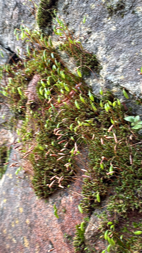 Rosulabryum torquescens observed 2026-08-13