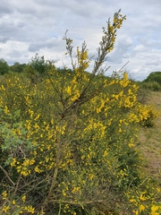 Cytisus scoparius