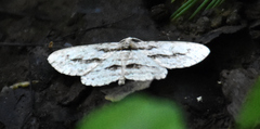 Iridopsis pergracilis
