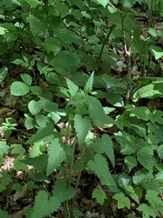 Campanula trachelium