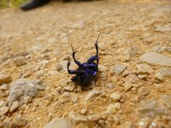 Trypocopris vernalis