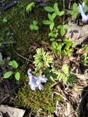 Corydalis fumariifolia
