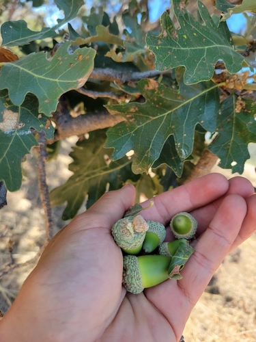 iNaturalist observation photo of Oregon × valley oak