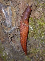 Limax dacampi
