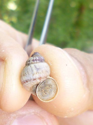 Lijepi poklopčar (Pomatias elegans)