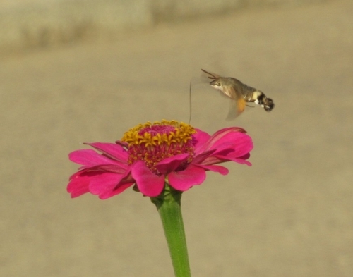 Eurasian Hummingbird Hawkmoth