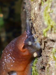 Limax dacampi