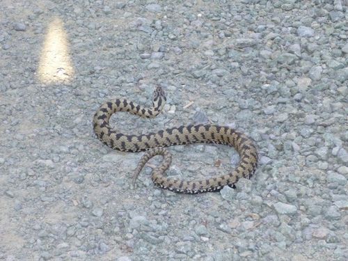 Križasta riđovka (Vipera berus bosniensis)