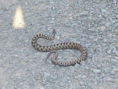 Vipera berus bosniensis