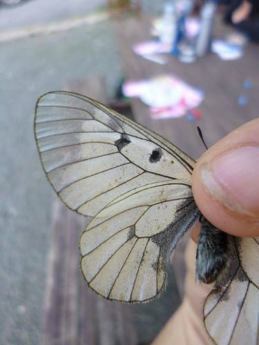 Crni apolon (Parnassius mnemosyne)