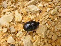 Trypocopris vernalis