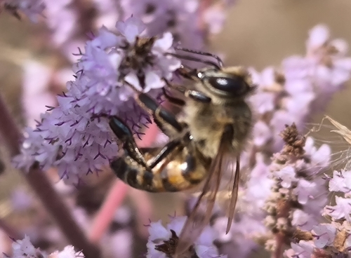 Western Honey Bee