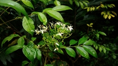 Murraya euchrestifolia