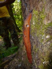 Limax dacampi