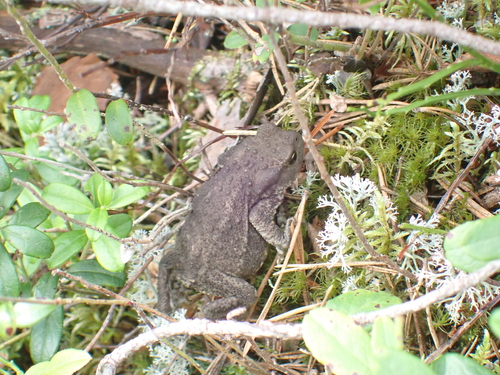 European Toad