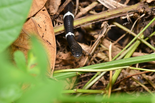 Many-banded Krait, Bungarus multicinctus