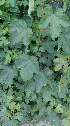 sycamore maple