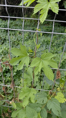 common hops