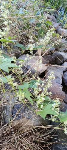 prickly cucumber