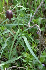 Fritillaria meleagroides