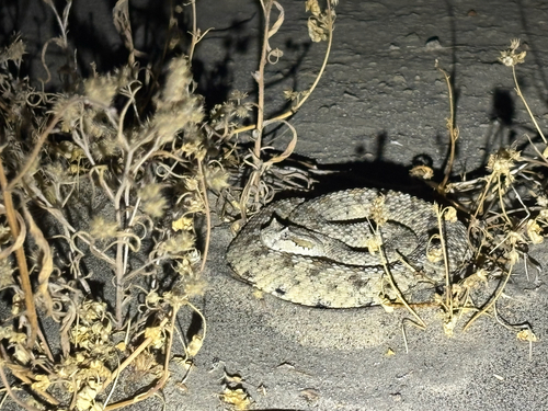 Sidewinder