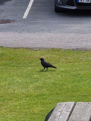 Eurasian Jackdaw