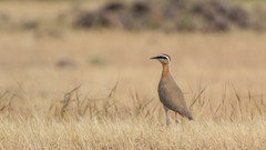 Cursorius coromandelicus