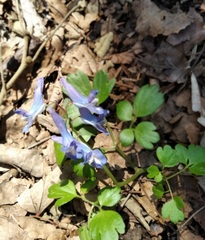 Corydalis ambigua