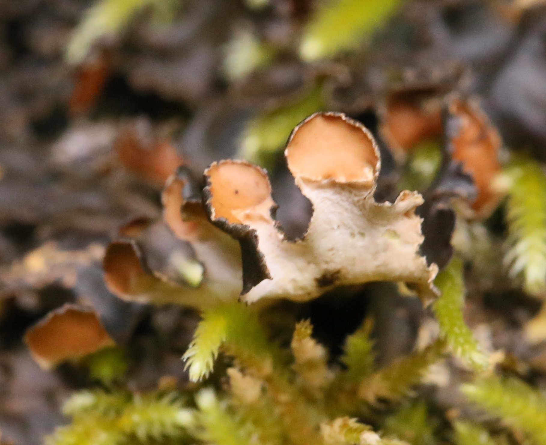 Nephroma laevigatum image