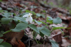 Anemonoides lancifolia
