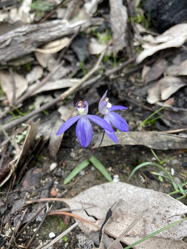 blue finger-orchid
