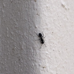 Camponotus werthi