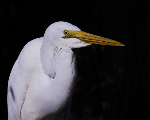 Great Egret observed by dark_morelia