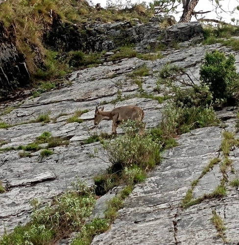 Grey Himalayan Goral