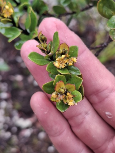 Tristaniopsis calobuxus observed 2026-07-21