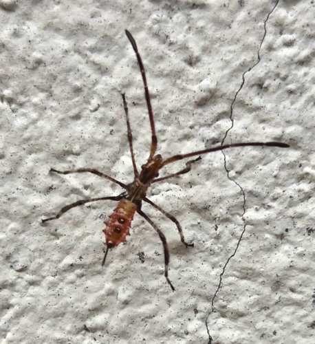 Western Conifer Seed Bug