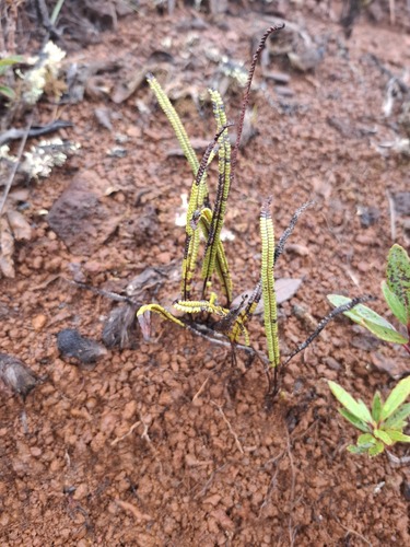Stromatopteris moniliformis observed 2026-07-21