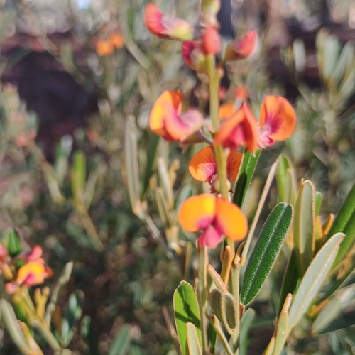 Gastrolobium parviflorum, 2026-08-13