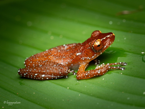 Nyctixalus pictus observed 2026-08-06