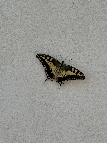 Old World Swallowtail