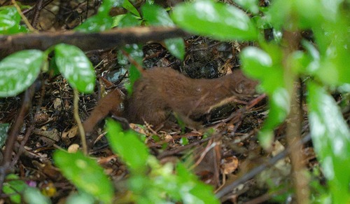 Yellow-bellied Weasel