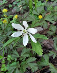 Anemonoides amurensis