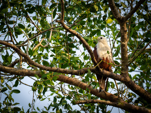 Brahminy Kite