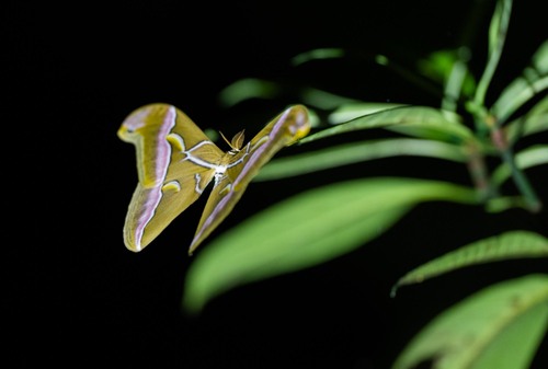 Lesser Atlas Moth