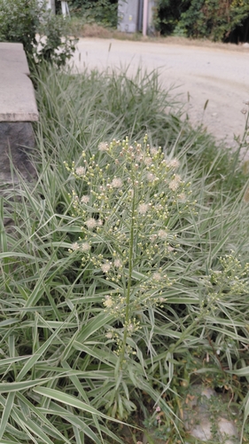 horseweed