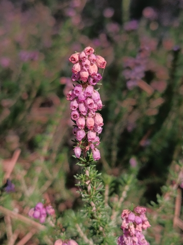 Bell Heather