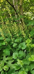 Tellima