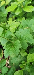 Tellima