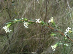 Pimelea glauca, photograph (c) grampianshiker, some rights reserved (CC BY)